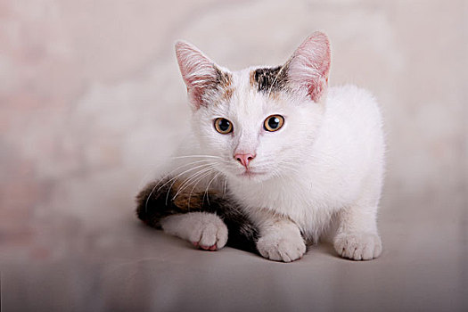 小猫,白色,条纹,尾部