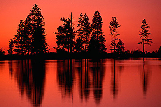 反射,剪影,树,湖,日落