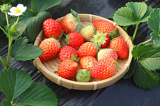 红颜草莓,草莓