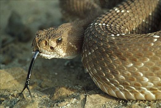 红色,响尾蛇,响尾蛇属,舌头,北下加利福尼亚州,墨西哥