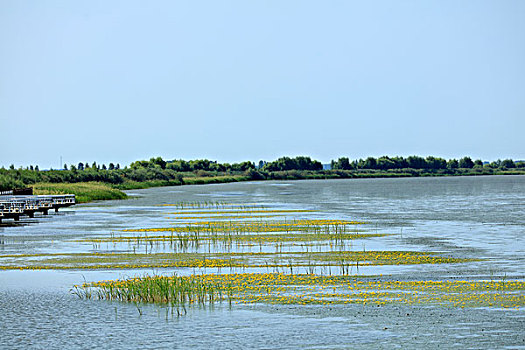 千鸟湖湿地,浮萍花