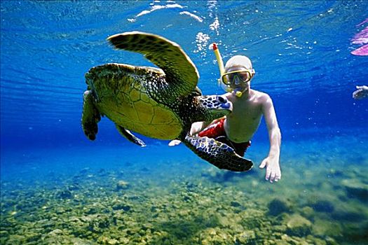 夏威夷,男孩,潜水,水下,绿海龟