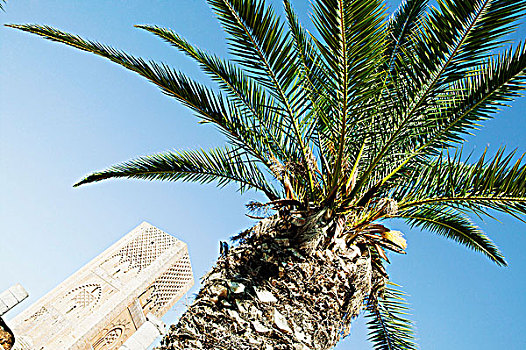 仰视,棕榈树,塔,背景