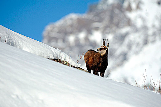 奥斯塔谷,意大利,岩羚羊,冬天