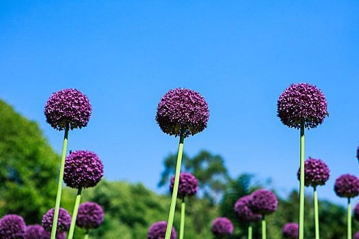 葱属植物,花朵