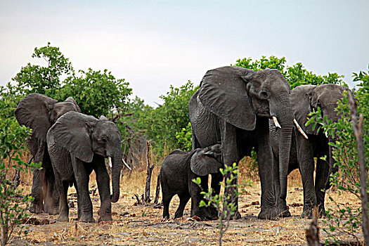博茨瓦纳,大象,家族,乔贝国家公园