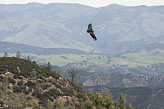 加州秃鹰,三个,飞,顶峰,国家公园,加利福尼亚