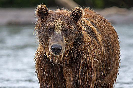 棕熊,头像,堪察加半岛,俄罗斯,欧洲