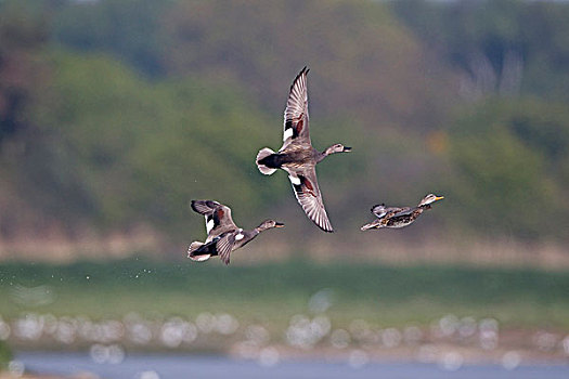 两个,追逐,雌性,飞行,自然保护区,英格兰,英国,欧洲