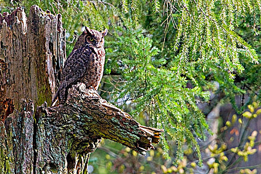 大雕鸮,栖息,枯木,维多利亚,温哥华岛,不列颠哥伦比亚省,加拿大