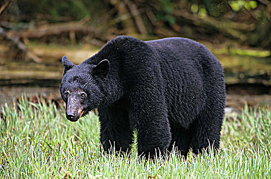 黑熊,吃,河口,草,不列颠哥伦比亚省,加拿大