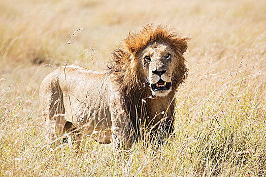雄性,狮子,站立,草,非洲,大草原,嘴,张嘴,哈欠,肯尼亚