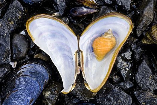 蜗牛壳,室内,壳,卡契马克湾,州立公园,肯奈半岛,阿拉斯加