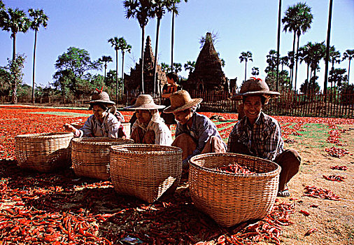 缅甸,村民,弄干,辣椒,太阳
