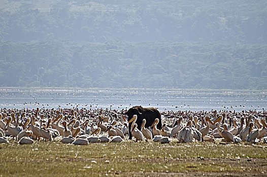 水牛,卧,水,背景,大,成群,火烈鸟,肯尼亚,非洲,纳库鲁湖国家公园