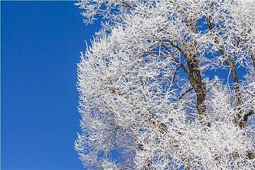 白色,冬日奇景,蓝天,冰,木质,树