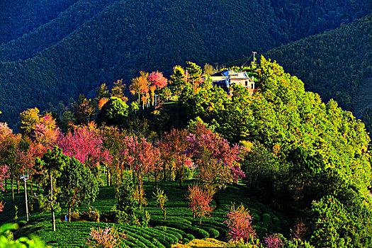 南涧无量山樱花谷