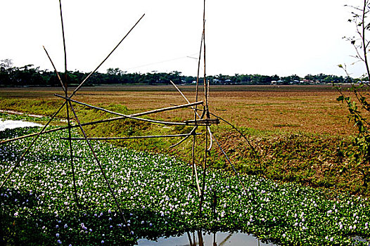 捕鱼,困境,竹子,杆,运河,乡村,孟加拉,四月,2008年