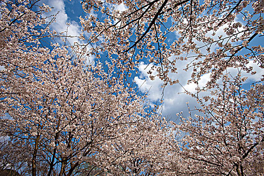 樱花,公园,岚山,京都,日本