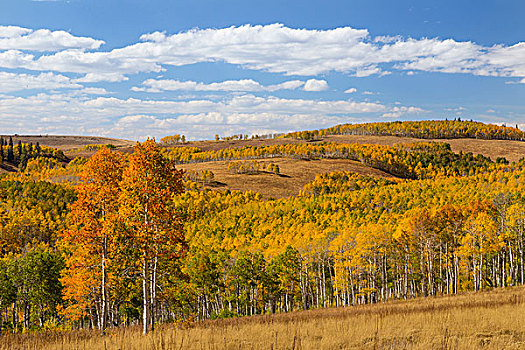 美国,犹他,国家森林,风景,秋天,白杨,画廊