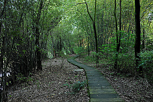 重庆合川古钓鱼城的林间小路