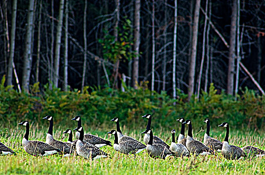 黑额黑雁,加拿大雁,迁徙,成群,草场,安大略省,加拿大