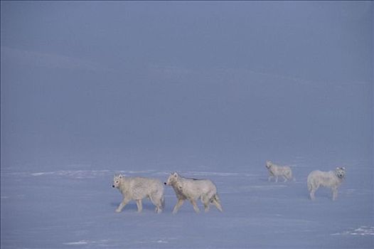 北极狼,狼,群,雪中,艾利斯摩尔岛,加拿大