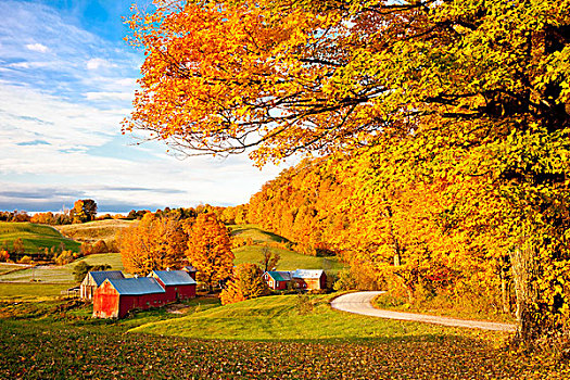 秋天,早晨,农场,靠近,南,佛蒙特州,美国