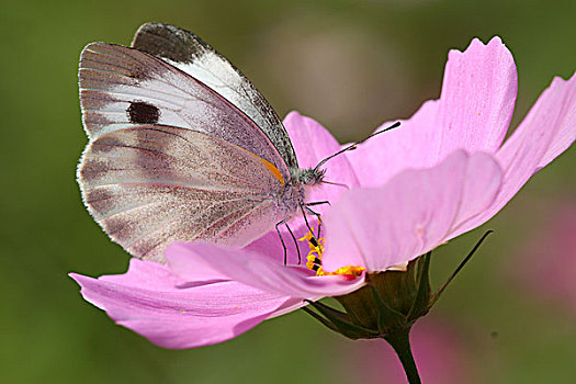 格桑花