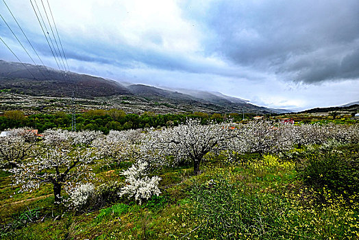 花,樱桃树,早春,省,卡塞雷斯,埃斯特雷马杜拉,西班牙