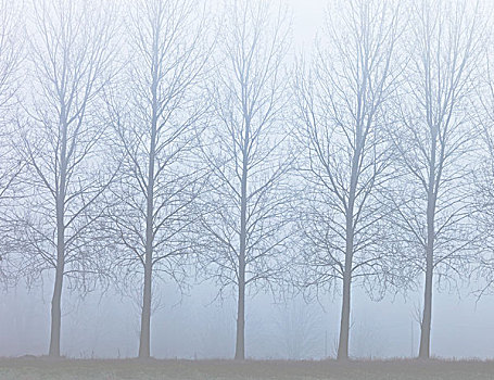 英格兰,诺福克,诺里奇,排,五个,树,早晨,薄雾