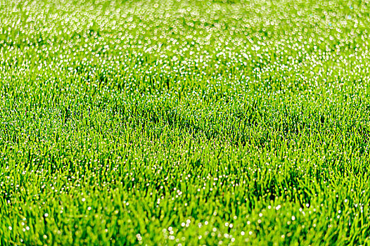 草坪草地