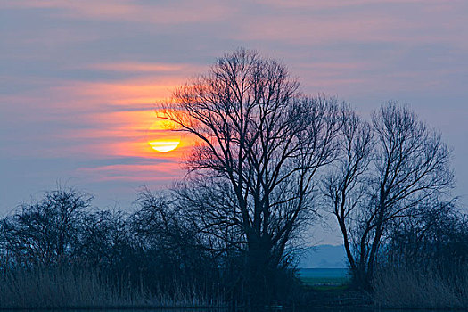 秃树,日出,黑森州,德国