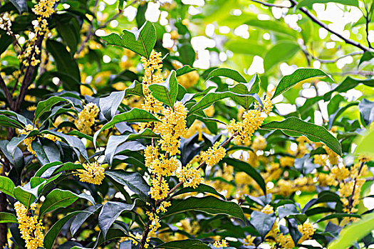 桂花特写