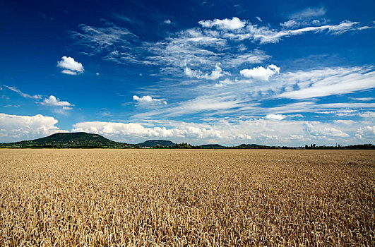 农作物,夏天,匈牙利