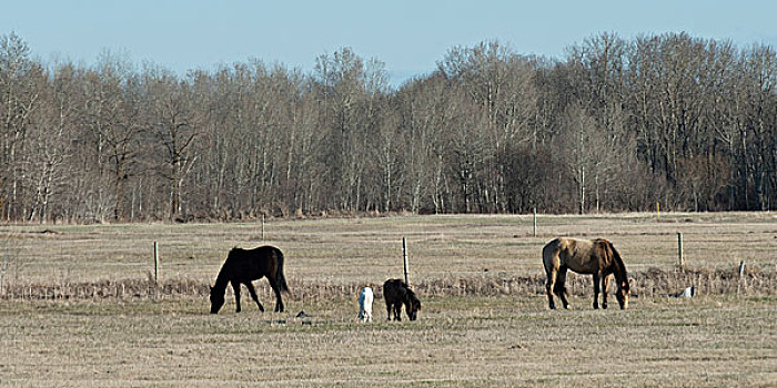 马,放牧,地点,曼尼托巴,加拿大
