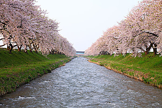 樱桃树,河