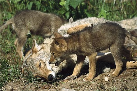 丛林狼,犬属,母亲,两个,好奇,幼仔,北美