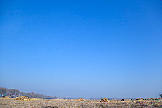 冬季的农田和远处的马