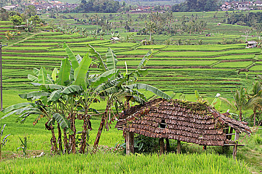 稻田,稻米,培育,稻米梯田,巴厘岛,印度尼西亚,亚洲