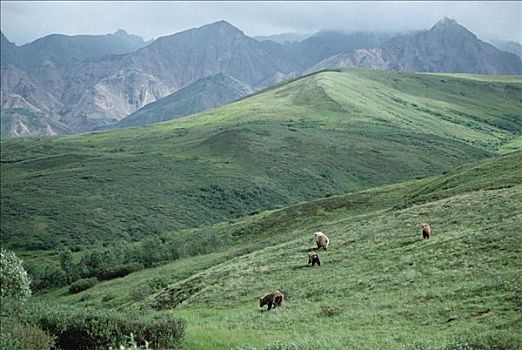 大灰熊,棕熊,母兽,三个,幼兽,草,山,德纳利国家公园和自然保护区,阿拉斯加