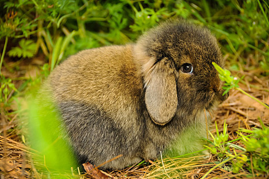褐色,兔子,耳