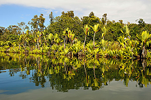运河,多样,水生植物,马达加斯加,非洲