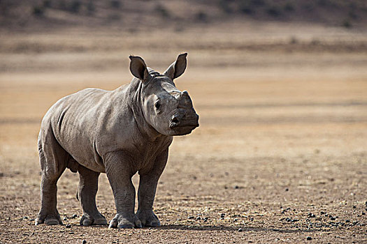 白犀牛,自然保护区,南非