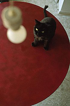 黑猫,红色,桌子