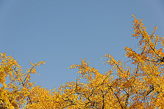 金黄银杏树