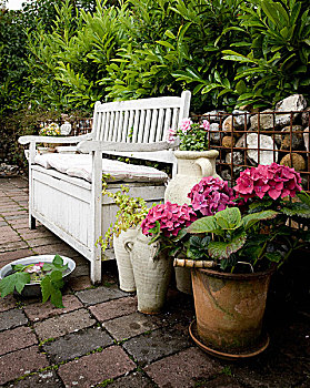 盆栽,粉色,八仙花属,靠近,白色,木制长椅,垫子,墙壁,花园