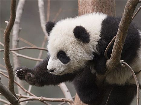 大熊猫,幼兽,攀登,中国