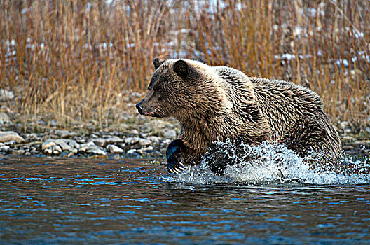 大灰熊,棕熊,捕鱼,枝条,河,生态,自然保护区,育空地区,加拿大
