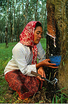 成年,女人,橡胶树,槟城,马来西亚
